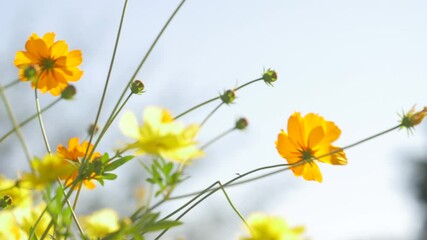 Wall Mural - Yellow cosmos flowers swaying in wind, in fall  close-up

