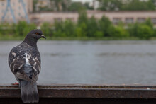 The Dove Sits On The Railing. City Bird. The Blue-winged Pigeon Looks Into The Distance. Feathered Bird Illuminated By The Sun. A Gray Dove Is Resting On A Perch.