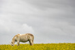 Weißes Pferd beim Grasen auf einer Löwenzahnwiese vor einem bewöltken Himmel