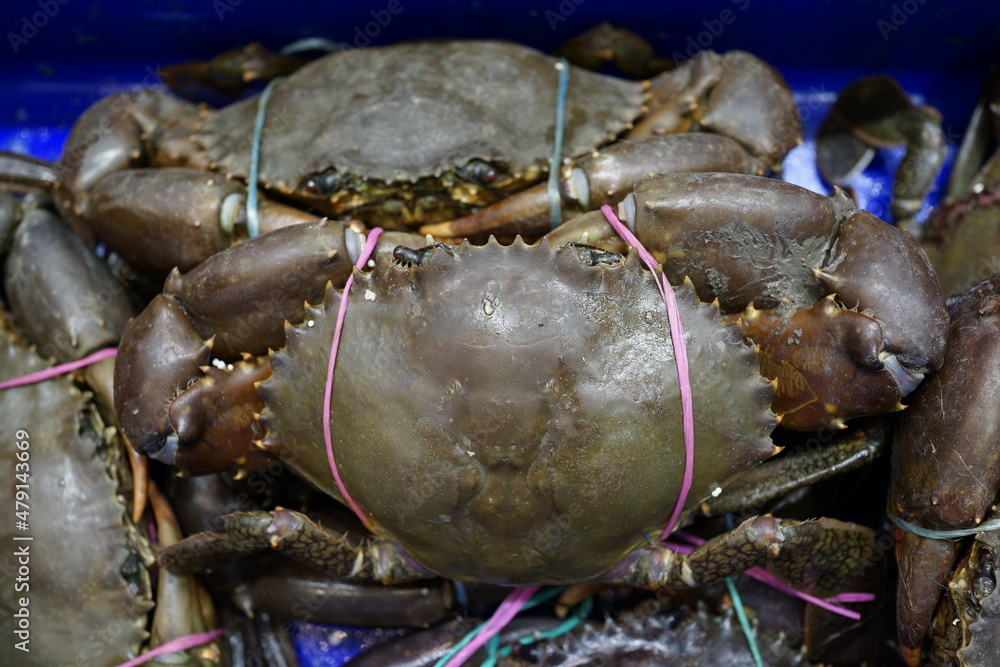 Selective focus image of giant mud crabs (Scylla serrata) also known as black crab, mangrove crab, Serrated captivity tied up offered for seafood.