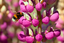 Bumble Bee On Pink Lupine Flower 