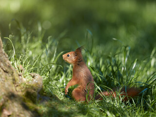 Wall Mural - European squirrel on the ground in the garden