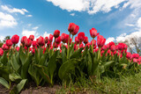 Fototapeta Tulipany - Tulipany 