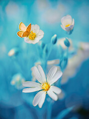 Fotomurales - Surprisingly beautiful soft elegant white flowers with buds and yellow butterfly on blue background, macro. Exquisite graceful easy airy magic artistic image nature.