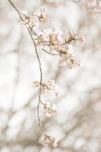 Close Up Of A Branch Of Blossoming White And Pink Sakura Cherry Tree Blossom In Spring