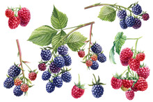Branches Of Blackberry And Raspberries. Berries Watercolor Hand Drawn Botanical Illustration, Isolated White Background.