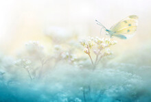 Gentle Light Butterfly On Fluffy Wild Flowering Grass  In Nature In Soft Blue Yellow Pastel Colors With Selective Focus, Macro. Dreamy, Romantic, Elegant, Art Image Of  Living Nature.