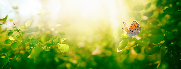 Poster - Panoramic banner with spring image - border of branches of fresh young greenfoliage and orange butterfly in rays morning sun outdoors in nature. Selective soft focus.