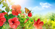 Picturesque Bright Beautiful Sunny Summer Scene Of Wide Format In Nature - Urticaria Butterfly On Red Hibiscus Flower Against Background Of Light Blue Sky With Light Clouds.