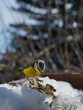 Ptaki zimą znajdują pożywienie w karmniku, ziarna słonecznika, prosa, zbóż. Sikorka modraszka przygląda się, które wybrać.