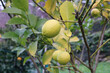 Ramo di Citrus limon con agrume limone