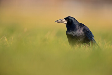 Wall Mural - A rook (Corvus frugilegus) foraging in the grass photographed from a low angle.