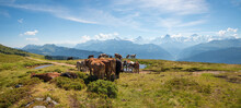 Cattle Herd At Niederhorn Mountain Trail, Swiss Alps Panorama