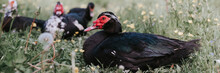 Male And Female Musk Or Indo Ducks On Farm In Nature On Grass. Breeding Of Poultry In Small Scale Domestic Farming. Adult Animal Family Black White Ducks With Drake In Open Henhouse Backyard. Banner