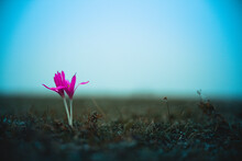 Pink Small Flower With A Dark Nature Background. Dark Green Grass. Stunning Nature. Beautiful Wild Flower. Blue Air Sky. High Quality Photo