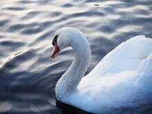 White Swan In The  Lake At The Dawn. Morning Lights. Dreamy Background. Beautiful Swan. Cygnus. Romance Of White Swan With Clear Beautiful Landscape.