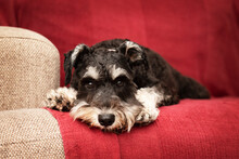 Black And Silver Miniature Schnauzer Laying On The Sofa And Resting. A Tired Dog Is A Good Dog.