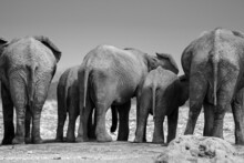 Elephant Family On Their Walk In The Etosha National Park