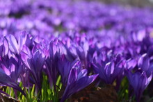 Crocus Field Flowers. Very Peri Color 2022. Beautiful Bright Spring Background.