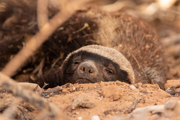 Wall Mural - sleepy honey badger in the kgalagadi