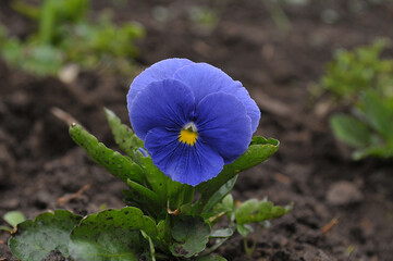 blue flower in the garden