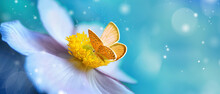 Detail With Shallow Focus Of White Anemone Flower With Yellow Stamens And Butterfly In Nature Macro On Background Of Blue Sky With Beautiful Bokeh. Delicate Artistic Image Of Beauty Of Nature.