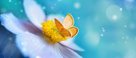 Fotomurales - Detail with shallow focus of white anemone flower with yellow stamens and butterfly in nature macro on background of blue sky with beautiful bokeh. Delicate artistic image of beauty of nature.