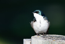 Tree Swallow Perched On An Old Weathered Wooden Fence Post