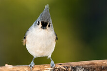 Tufted Titmouse Perched On A Slender Tree Branch