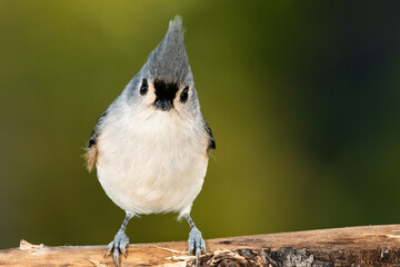 Sticker - Tufted Titmouse Perched on a Slender Tree Branch