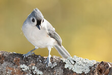 Tufted Titmouse Perched On An Autumn Branch