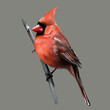 Male portrait of the Northern Cardinal in close-up on a branch. In winter on a gray background, watercolor illustration