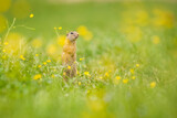 Fototapeta  - cute ground squirrel