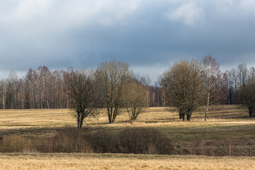 Wall Mural - agricultural land in early spring