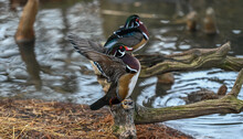 Wood Ducks Flapping Wings Pond Side.