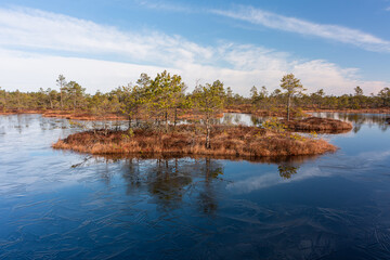 Canvas Print - Sunny Morning in Kemeri National Park