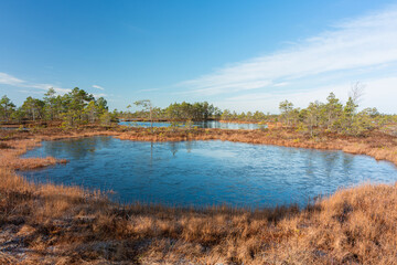 Canvas Print - Sunny  Morning in Kemeri National Park