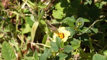 Brown Skipper Butterfly On A Wildflower In Cotacachi, Ecuador