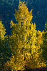 Sticker - Autumn landscape in the mountains