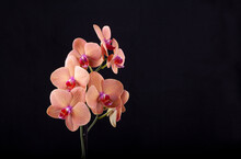 Orange Orchid On Black Background
