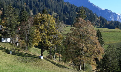 Wall Mural - alpage...automne