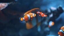Clownfish Swimming In Clear Blue Water. High Quality Photo
