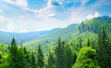 Carpathian Mountains. Grassy Meadows And Forested Hill. Wide Photo.
