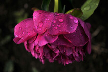 Rain Drops On A Pink Flower
