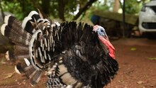 HD Footage Of A Turkey Male Gobbler Breeding Display Strutting Tail Feathers Spread To Attract Female For Mating