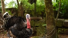 HD Footage Of A Turkey Male Gobbler Breeding Display Strutting Tail Feathers Spread To Attract Female For Mating