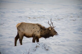 Fototapeta  - bull elk in winter, rocky mountain national park, colorado, USA