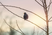 A Blackbird Sitting On A Branch In Winter During Sundown