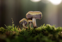Mushroom Wallpaper, Fantasy Wallpaper, 4K, Mushroom, Fantasy Mushroom, Forest Mushroom, Forest Background, Fantasy.