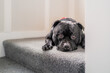 Staffordshire Bull Terrier dog lying on a carpeted stair looking at the camera. He looks a bit feb up.